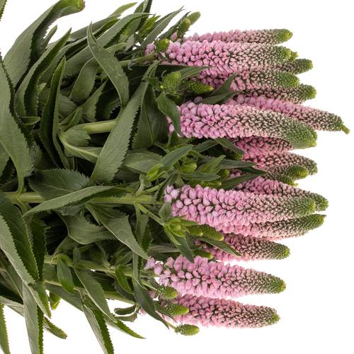 Veronica rosa Smart Enjoyce 50cm