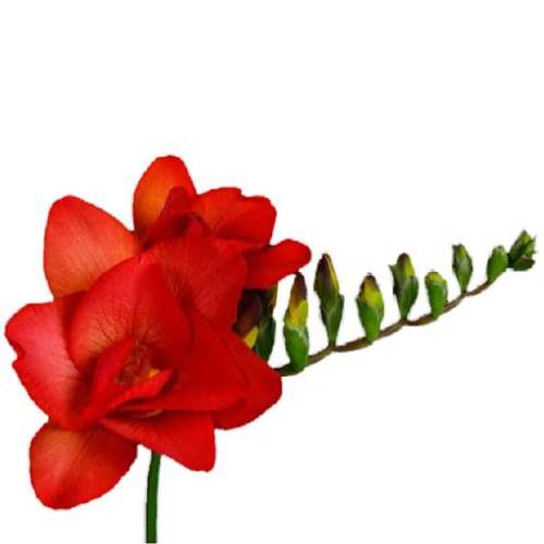 Freesie rot 80 Gramm