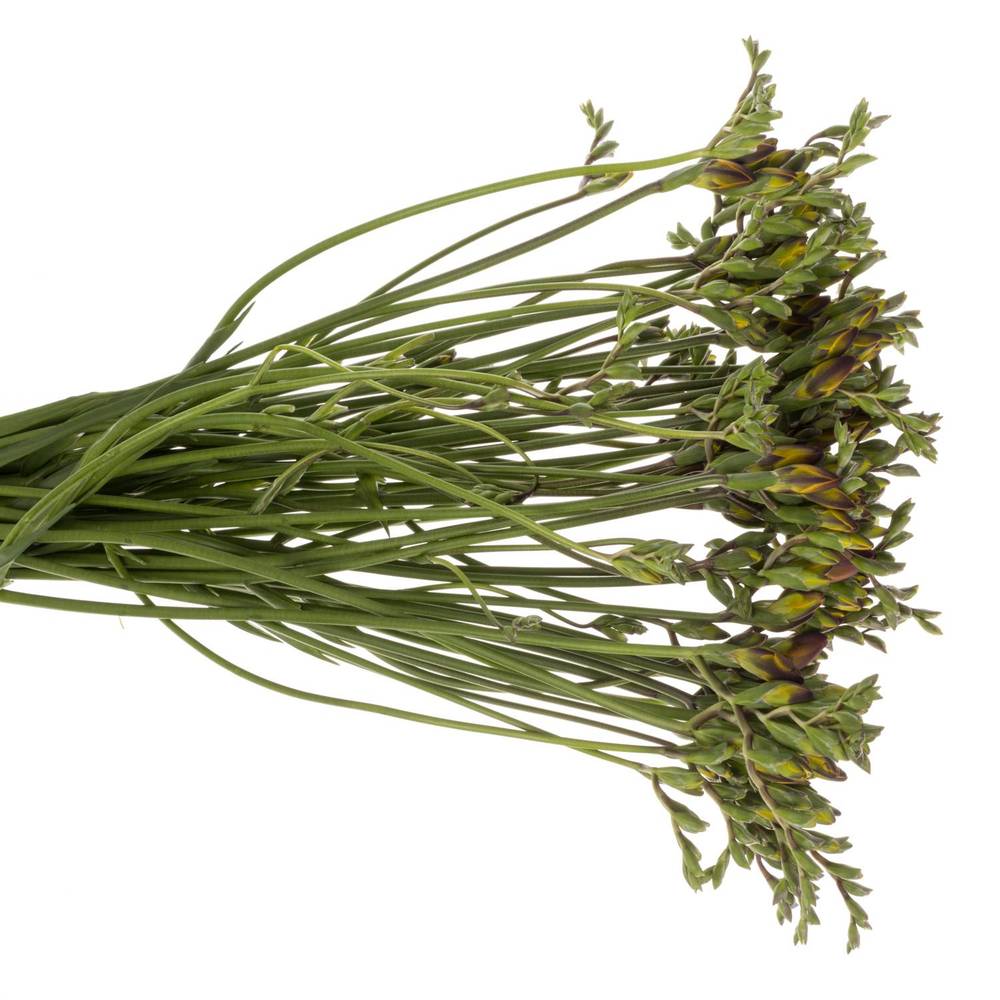 Freesie rot 80 Gramm