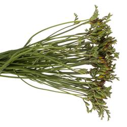 Freesie rot 80 Gramm