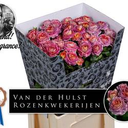 Rose verzweigt lila/orange Magic Strike 5+Blüte 70cm