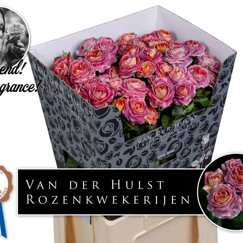 Rose verzweigt lila/orange Magic Strike 5+Blüte 70cm