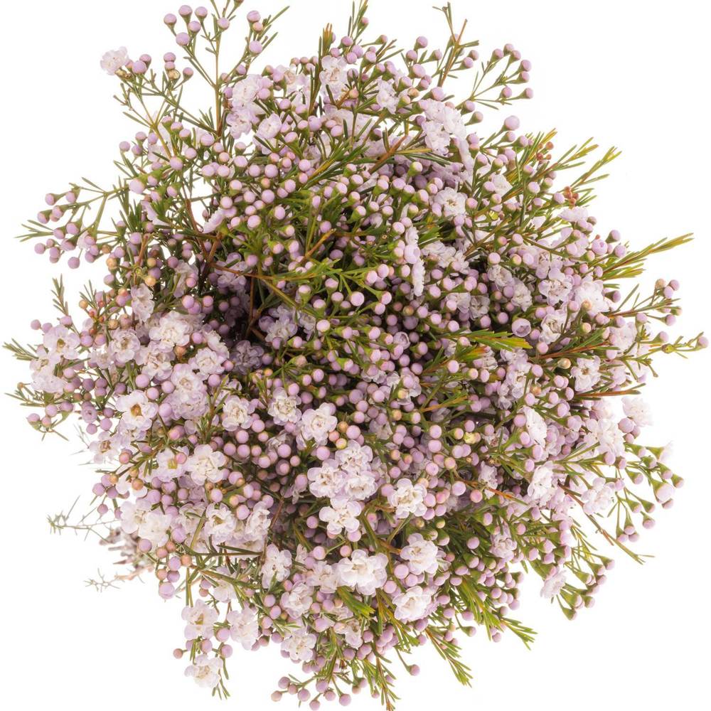 Wachsflower hell rosa Queen 70 Gramm 60cm