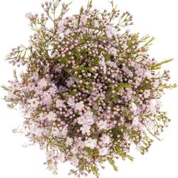 Wachsflower hell rosa Queen 70 Gramm 60cm