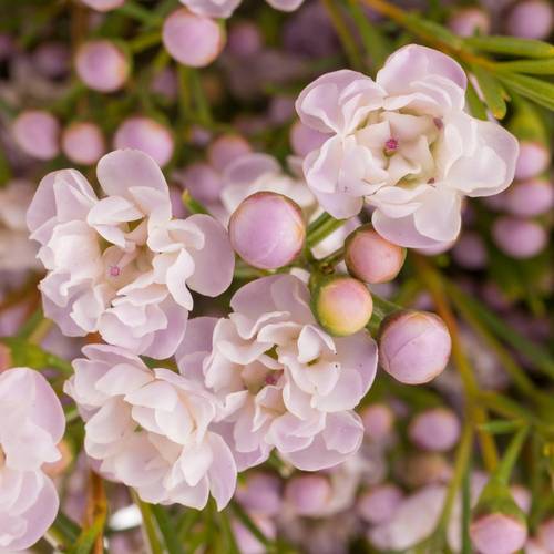 Wachsflower hell rosa Queen 70 Gramm 60cm