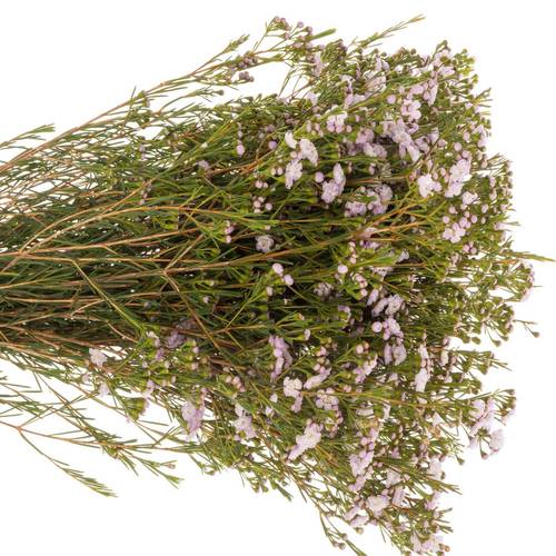 Wachsflower hell rosa Queen 70 Gramm 60cm