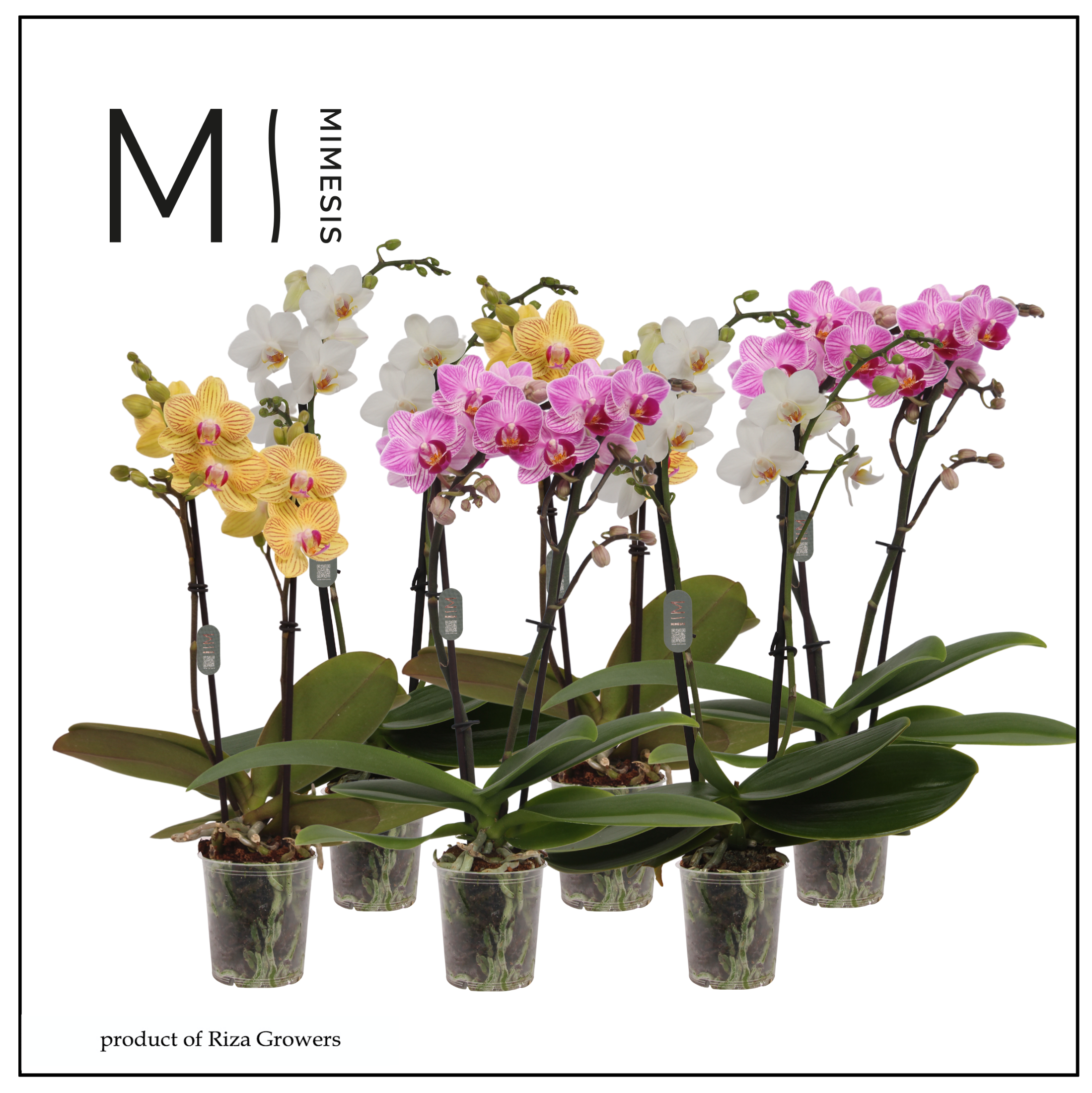 Phal.2-R mix Mimesis T07 H030