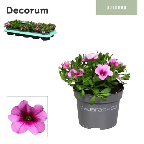 Calibrachoa hell lila Uno Glamour T10,5 H014