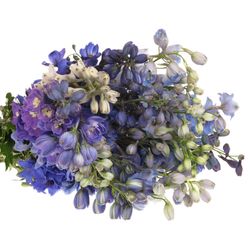 Delphinium mix Ex 60cm