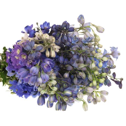 Delphinium mix Ex 60cm