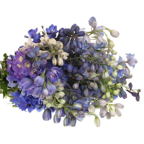 Delphinium mix Ex 60cm