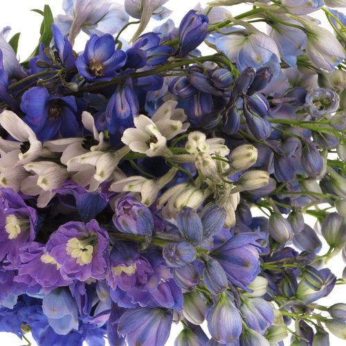 Delphinium mix Ex 60cm