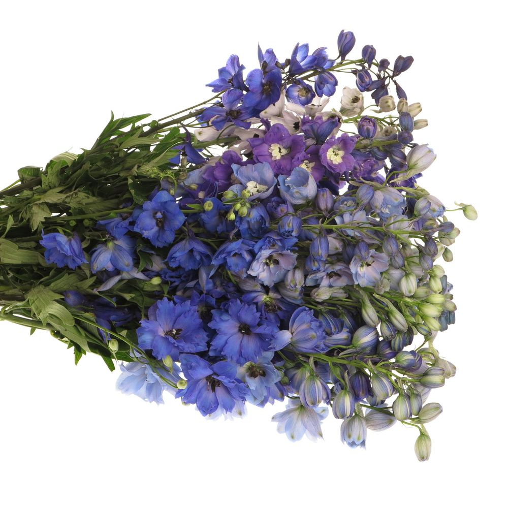 Delphinium mix Ex 60cm