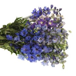 Delphinium mix Ex 60cm