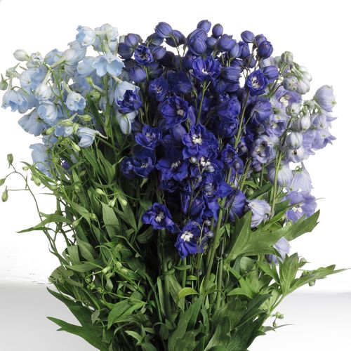 Delphinium mix Ex 60cm