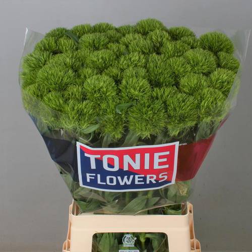 Bartnelke grün Kiwi Mellow 70cm x40