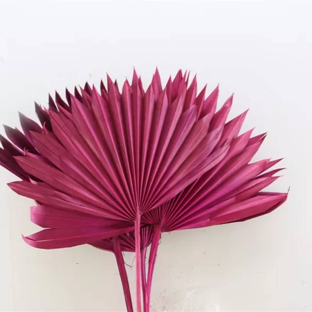 Trocken Palm Spear cerise L45cm X6
