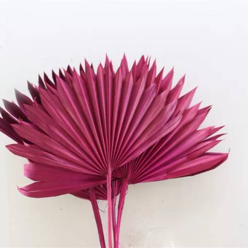 Trocken Palm Spear cerise L45cm X6