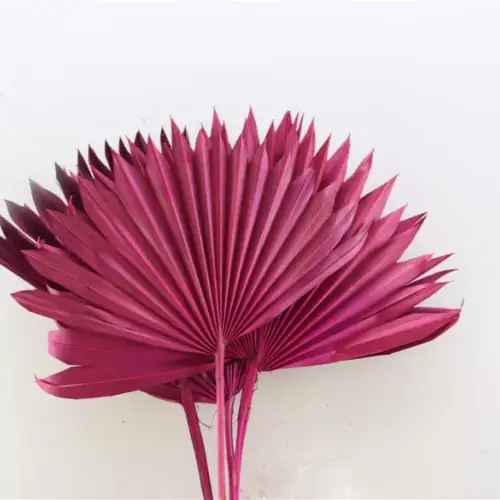 Trocken Palm Spear cerise L45cm X6