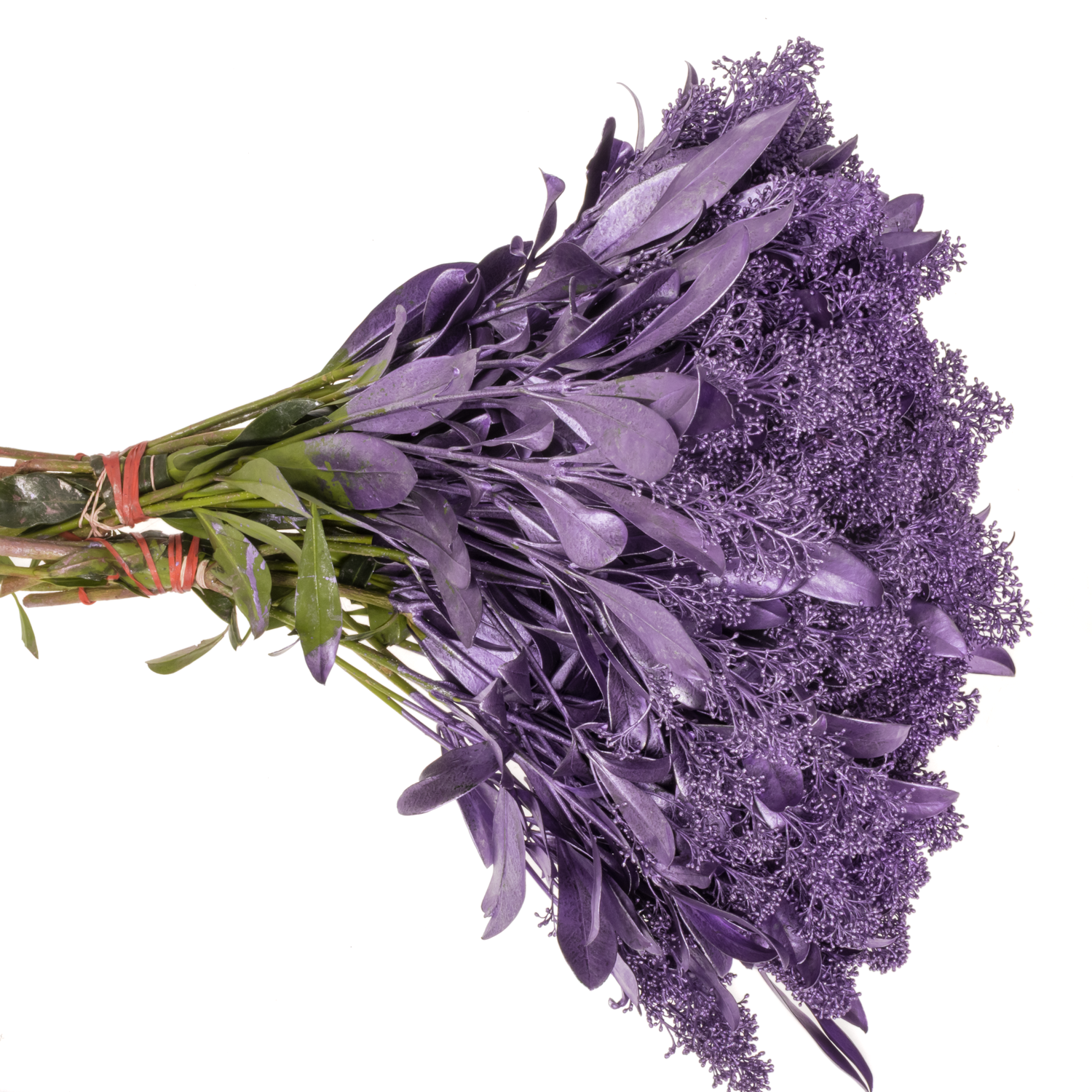 Skimmia milka metallic vip gefärbt 45cm