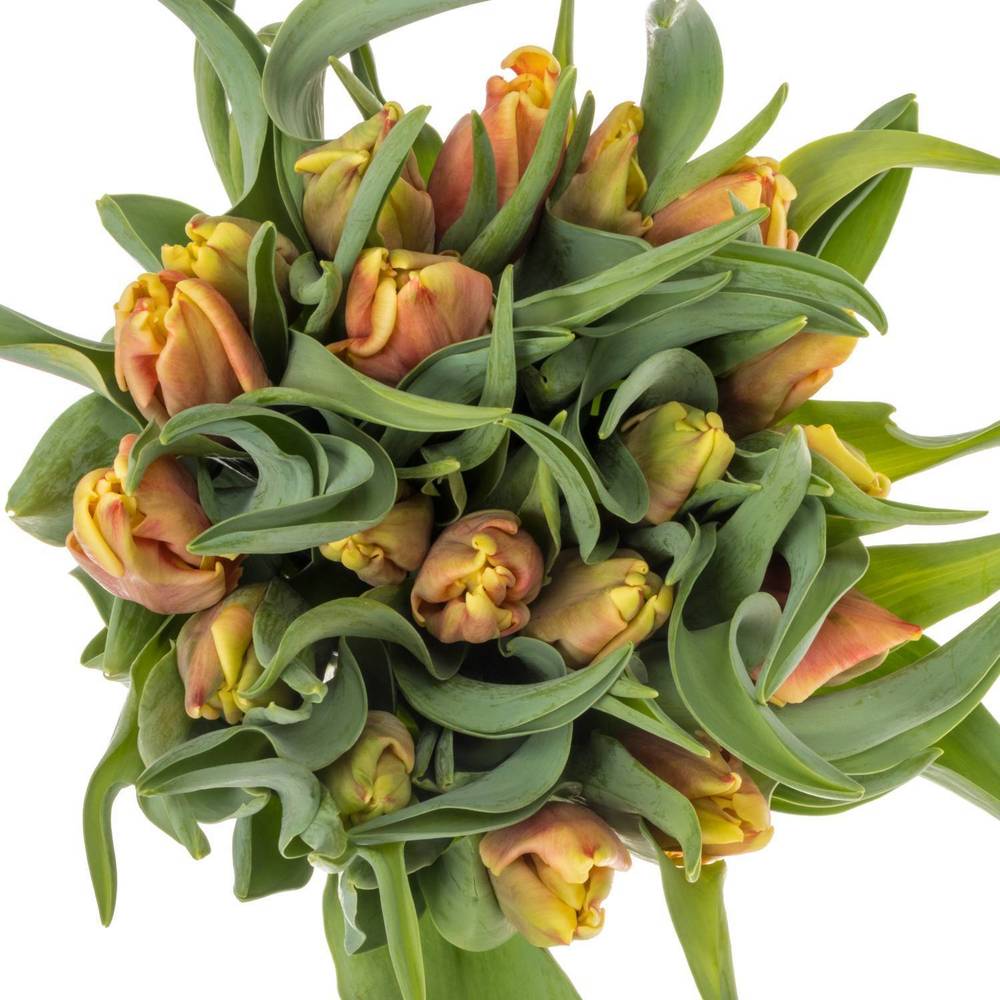 Tulpe orange/gelb Dee Jay 30 Gramm