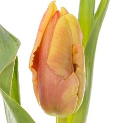 Tulpe orange/gelb Dee Jay 30 Gramm
