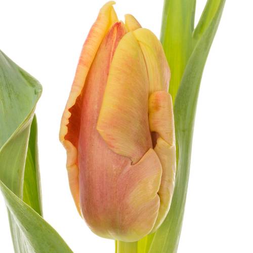 Tulpe orange/gelb Dee Jay 30 Gramm