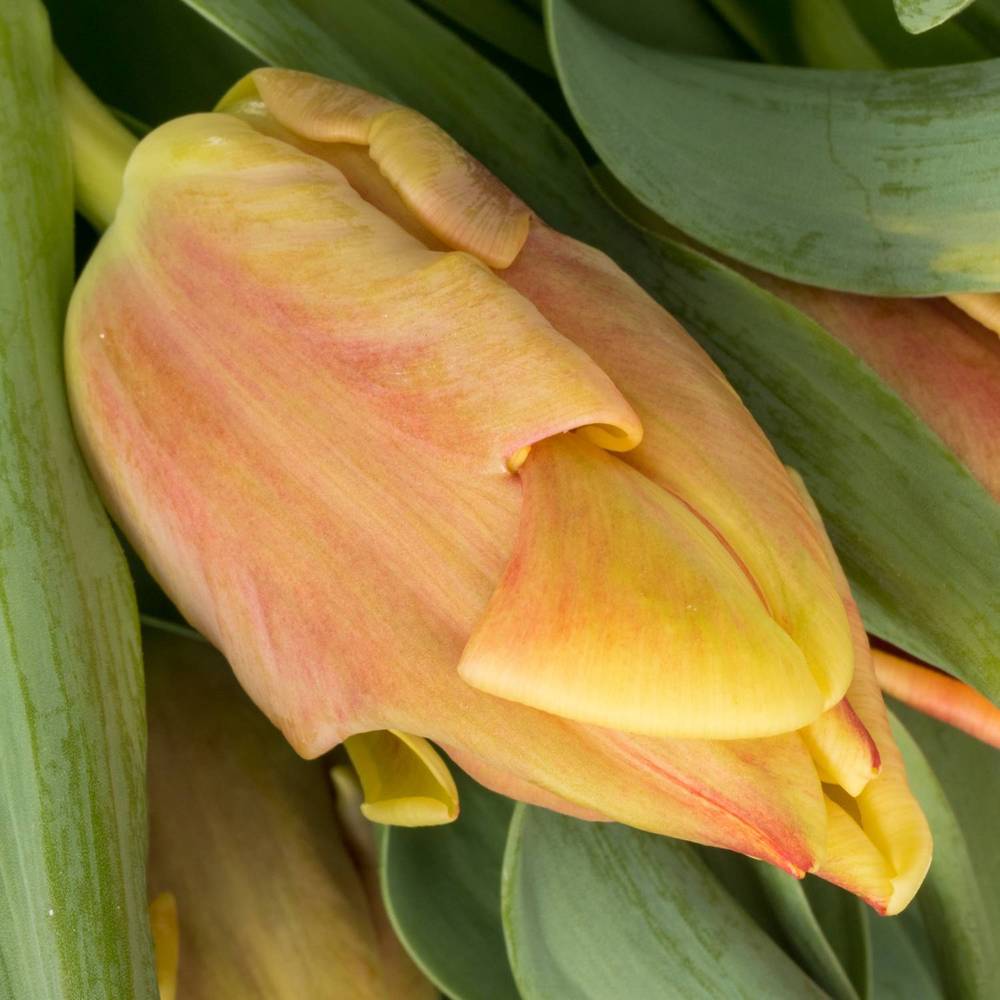 Tulpe orange/gelb Dee Jay 30 Gramm