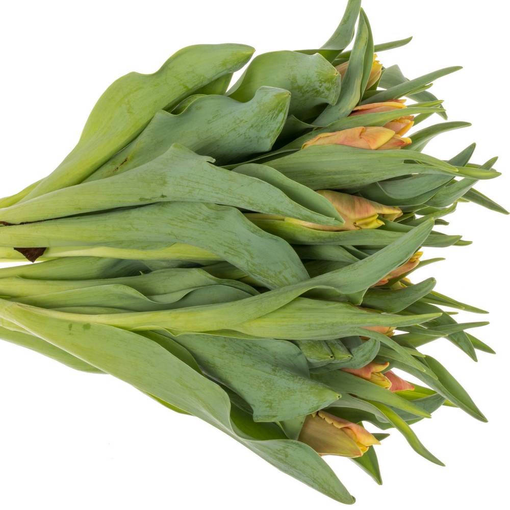 Tulpe orange/gelb Dee Jay 30 Gramm