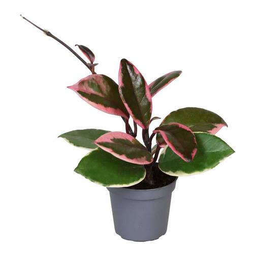 Hoya Flamingo Dreams T06