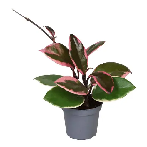 Hoya Flamingo Dreams T06