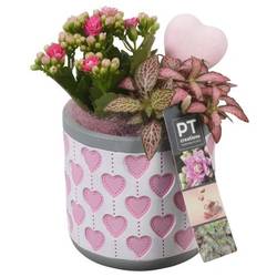 Kal.Arr PTVMB2302 T11 H020