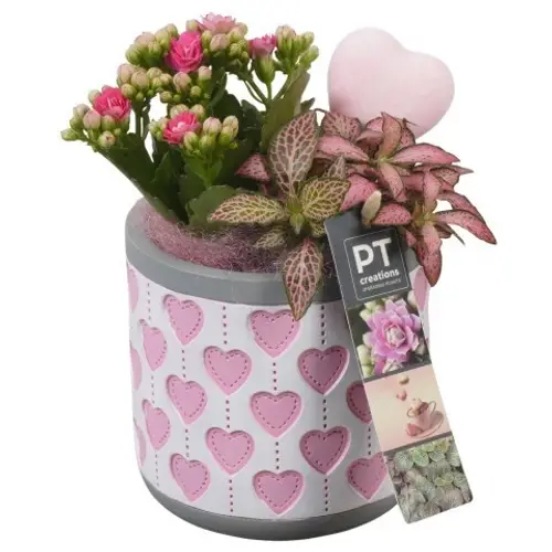 Kal.Arr PTVMB2302 T11 H020