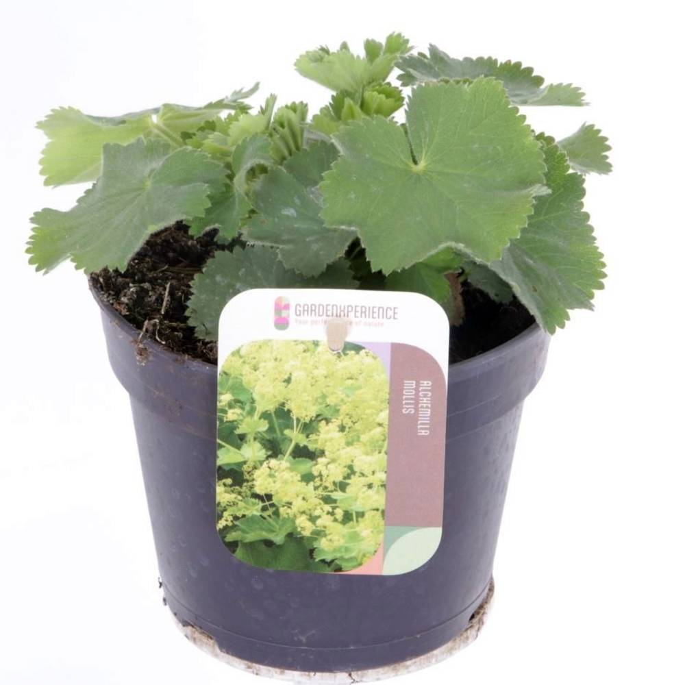 Alchemilla Mollis gelb T13 H015