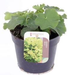 Alchemilla Mollis gelb T13 H015