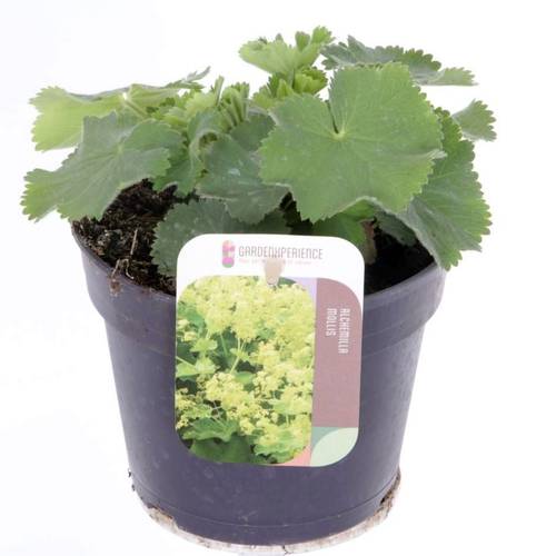 Alchemilla Mollis gelb T13 H015