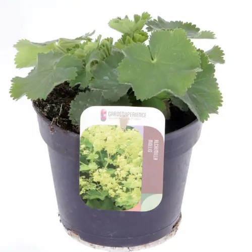 Alchemilla Mollis gelb T13 H015
