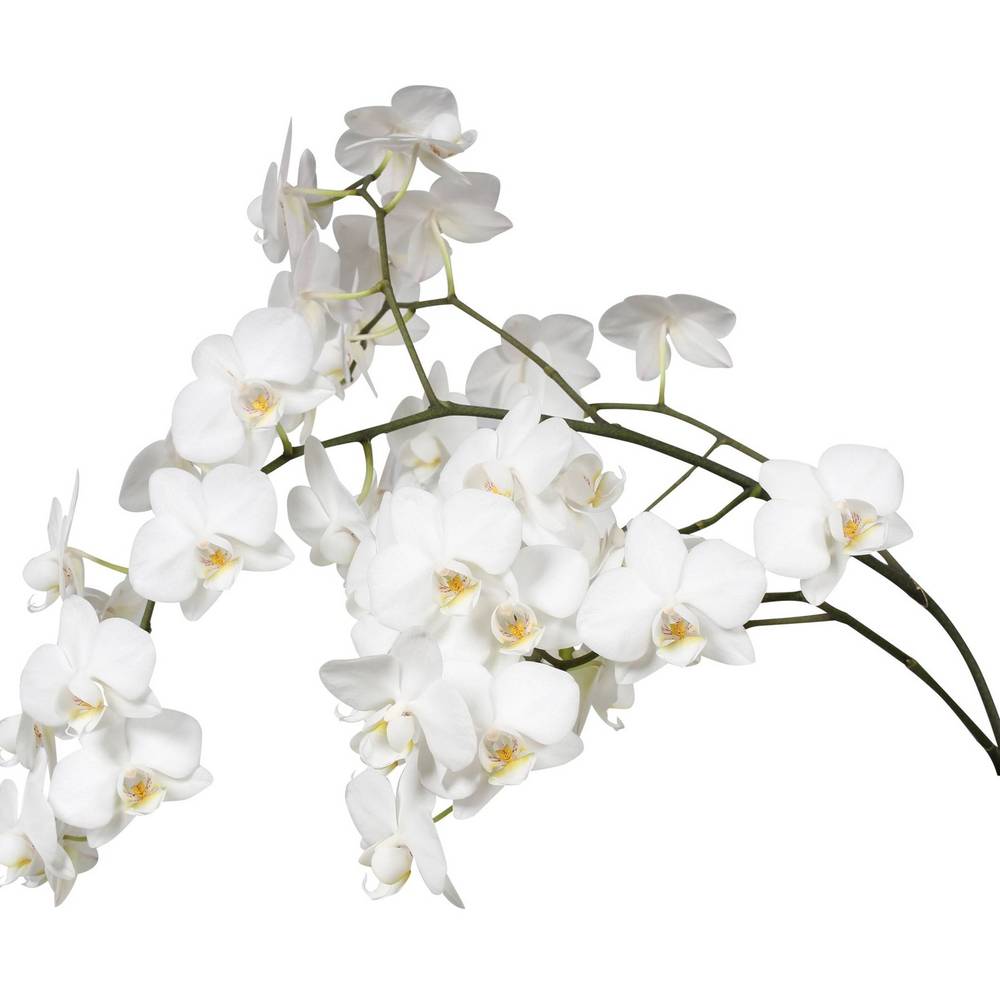 Phalaenopsis Mini weiss Venice 20+Blüte 55cm