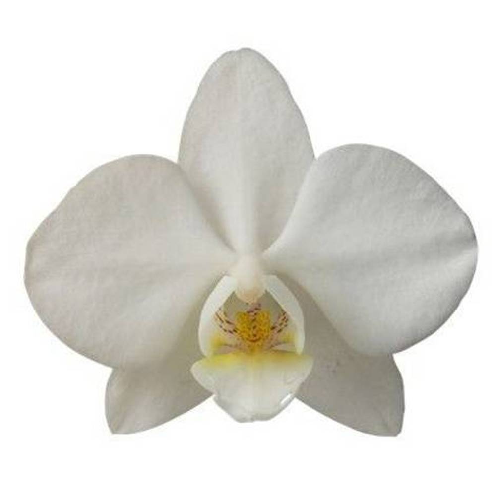 Phalaenopsis Mini weiss Venice 20+Blüte 55cm