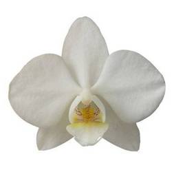 Phalaenopsis Mini weiss Venice 20+Blüte 55cm
