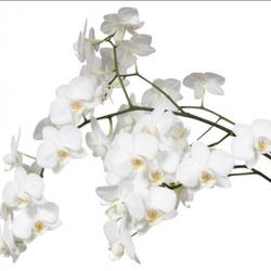 Phalaenopsis weiss Venice 15 tak 5-7 Bl.