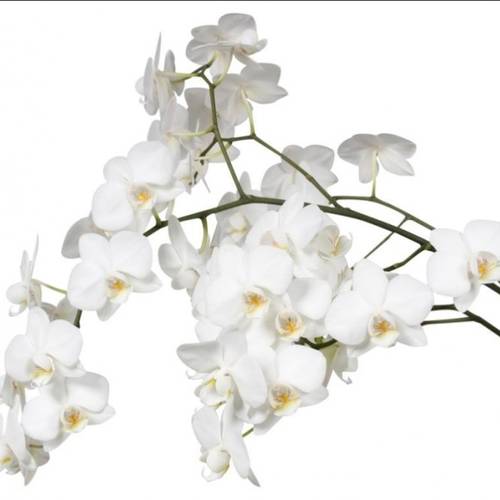 Phalaenopsis weiss Venice 15 tak 5-7 Bl.