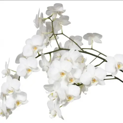Phalaenopsis weiss Venice 15 tak 5-7 Bl.