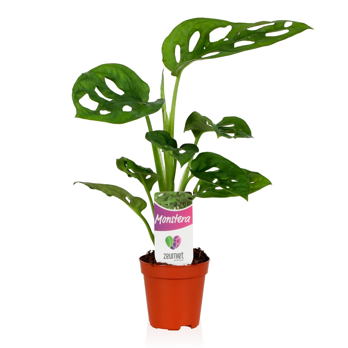 Monstera Monkey Leaf mini mix T05,5 H25 (Grnpflanzen sonstige Arten) |  Heyl - Blumengrohandel / Floristikgrohandel