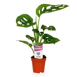 Monstera Monkey Leaf mini mix T05,5 H25
