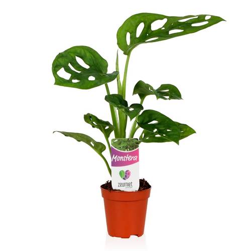 Monstera Monkey Leaf mini mix T05,5 H25