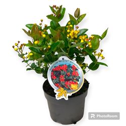 Hypericum Miracle Attraction T17 H55