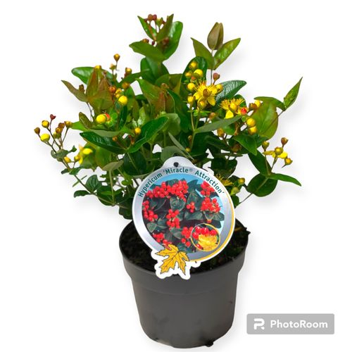 Hypericum Miracle Attraction T17 H55