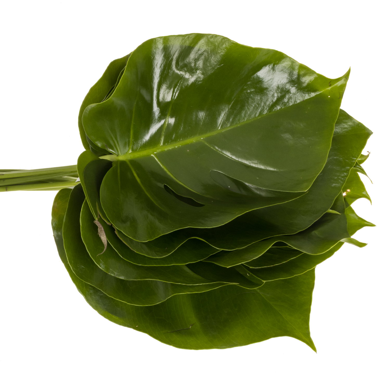 Monstera Blatt grün 40cm D.15cm Mini