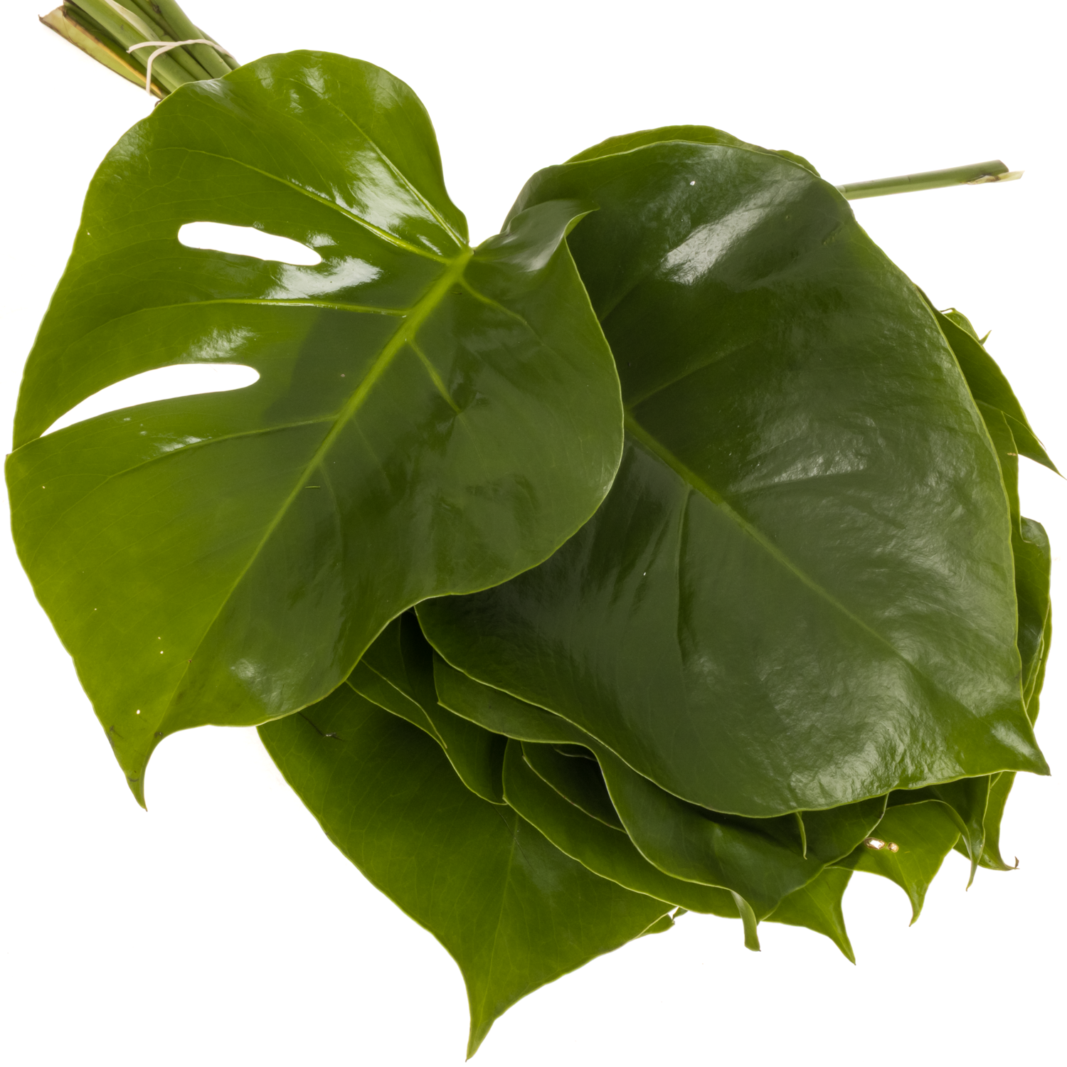 Monstera Blatt dunkel grn D15cm Mini 40cm (Grn aus Holland) | Heyl -  Blumengrohandel / Floristikgrohandel